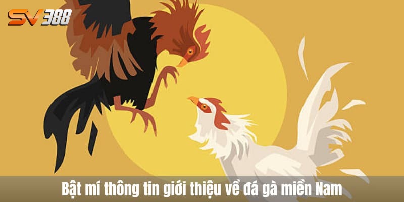 đá gà miền nam