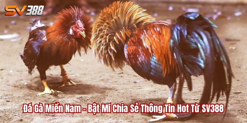 đá gà miền nam