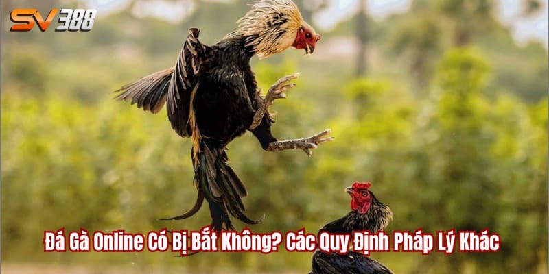 Đá gà online có bị bắt không