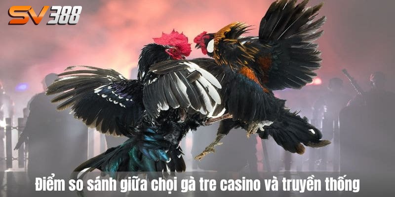 Đá gà tre casino