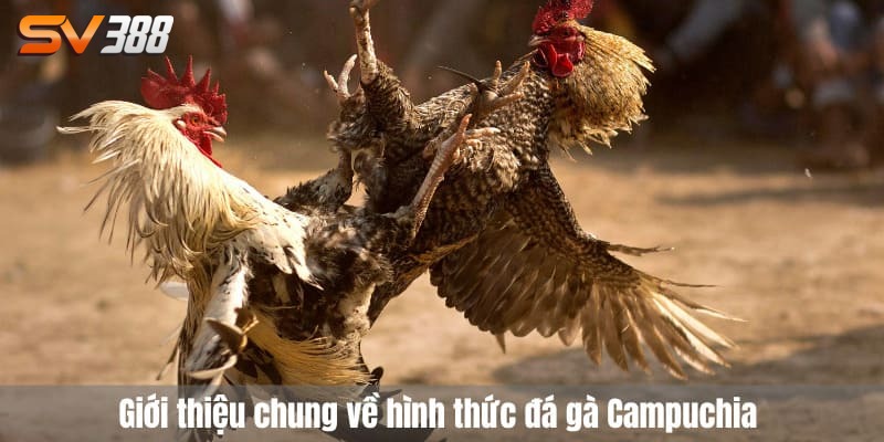 Đá gà campuchia