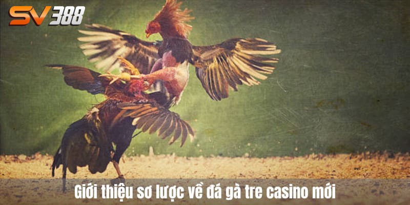 Đá gà tre casino