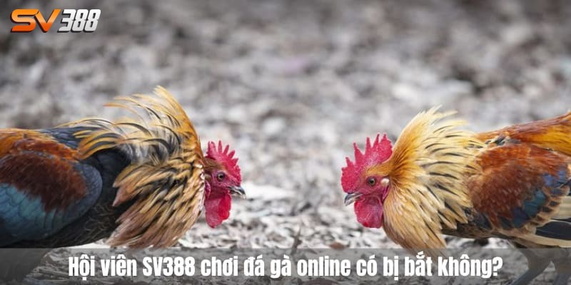 Đá gà online có bị bắt không