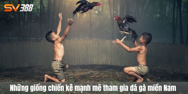 đá gà miền nam