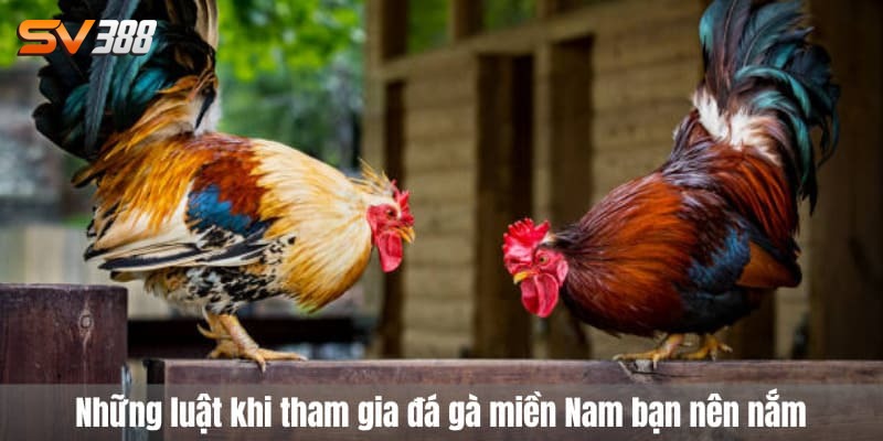 đá gà miền nam