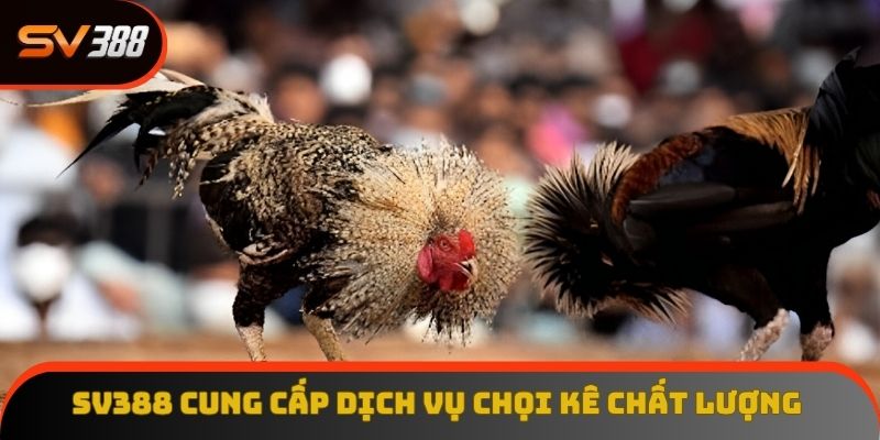 kinh nghiệm đá gà