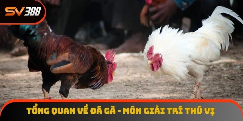 kinh nghiệm đá gà
