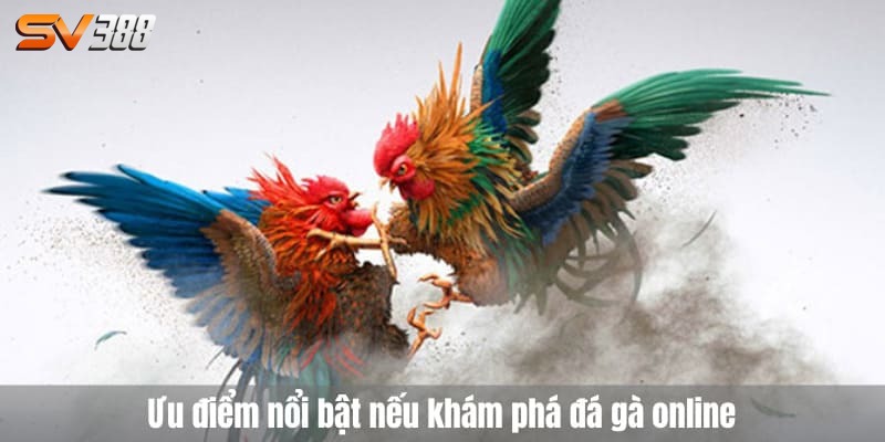 Đá gà online có bị bắt không